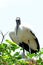 White wood storks, Delray Beach, South Florida