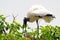 White wood storks in Delray Beach, South Florida