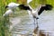 White wood storks wading in wetland, Florida