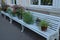 White wooden bench with a row of metal flowerpots with flowers and vegetation on the street