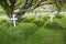 White wooden crosses in historic 19th century Hof cemetery