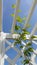 White wooden trelliswork and climber plant