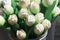 White wooden tulips in metal bucket. souvenir in The Netherlands