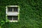 White wooden window on green vine wall with copy space. Tropical