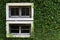 White wooden window with wall shrubs