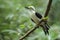 White woodpecker