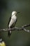 White woodpecker, Melanerpes candidus