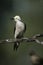 White woodpecker, Melanerpes candidus