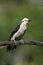 White woodpecker, Melanerpes candidus