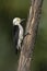 White woodpecker, Melanerpes candidus