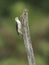White Woodpecker (Melanerpes candidus)