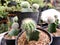 White wool enchanting flower Bishop& x27;s cap Astrophytum Ornatum