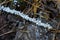 White Woolly Aphid Insects Cover Stick in Woods