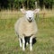 White Woolly Sheep