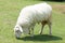 White Woolly Sheep