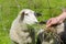 White woolly sheep feeding in meadow,n Hemsedal, Viken, Norway