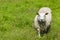White woolly sheep runs on meadow, Hemsedal, Viken, Norway