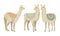 White Wooly Llama or Alpaca as Domesticated South American Camelid Vector Set