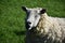 White Wooly Sheep in a Lush Grass Field