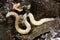 White worm in soil