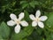 White Wrightia antidysenterica flower