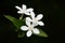 White Wrightia antidysenterica flower