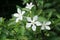 White Wrightia antidysenterica flower in nature garden