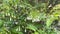 White Wrightia religiosa flower in nature garden