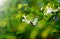 White wrightia religiosa flower tree with bee and green leaves.