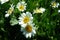 White-Wyethia Mules-Ears