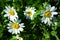 White-Wyethia Mules-Ears