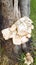 White xylophagous fungi