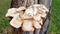 White xylophagous fungi