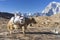 White Yak carrying mountaineering stuff in Everest base camp trekking route, Himalaya mountain range in Nepal