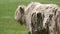 White Yak With Extremely Long Hair Fur