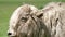 White Yak With Extremely Long Hair Fur