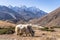 White Yak in front of Kangtega and Thamserku mountain peak, Everest region, Nepal