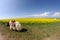 A white yak in the seed field