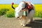 White yak in the seed field