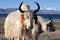 White yaks in Tibet