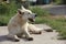 A white yard dog basks in the sun