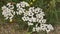 White yarrow Achillea millefolium blossom