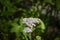 A white yarrow achillea millefolium in a garden with many bugs on it