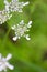 White yarrow flover