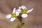 White yarrow flower