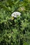 white yarrow flower on meadow in Ploumanac\'h site