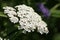 White Yarrow flowers