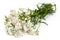 White yarrow flowers