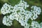 White yarrow flowers close-up