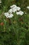 White yarrow flowers in a fallow field